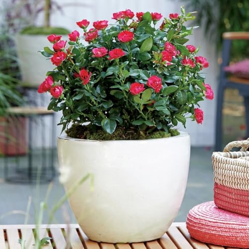 Rosa Rossa Meilland Knock Out in vaso ø19 cm a cespuglio fiori profumati varieta' resistente e rifiorente Vivaio di Castelletto