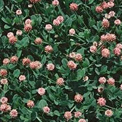 Strawberry Clover - 1 LB ~270,000 Seeds - Hay, Silage, Green Manure or Farm & Garden Cover Crops...