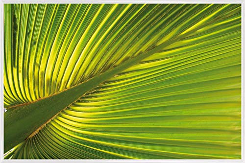1art1 Palmas Cartel con Marco (Plástico) - Hoja De Palmera De Cáñamo (91 x 61cm)