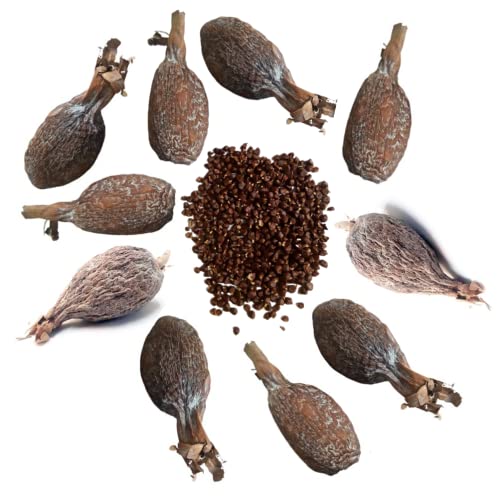 Maniguettes x10 entière - poivre alligator - graine de paradis