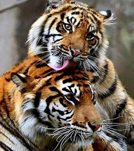 Kit peinture au diamant 5D couple de tigres broderie strass complet 30x40 cm