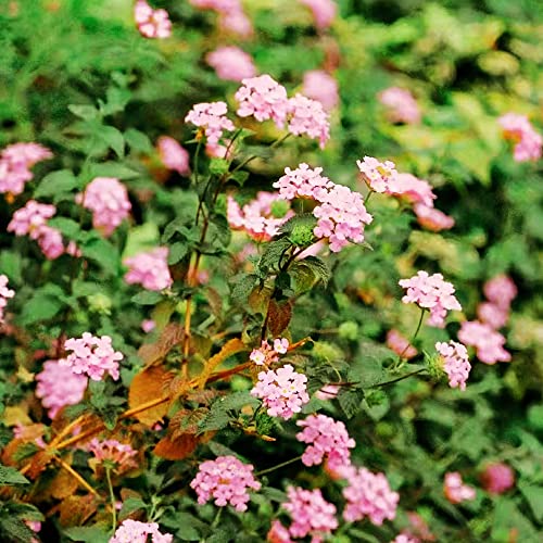 lantana semillas de silvestres perennes resistentes de primavera bonsái interior jardín interior decoraciones jardín para exteriores semillas exóticas comprar 25pcs