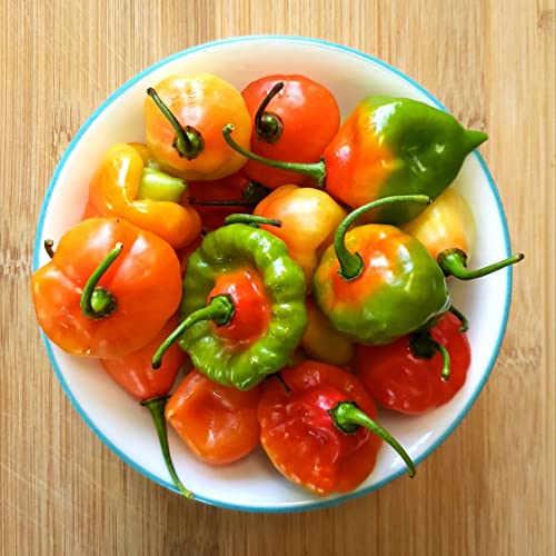 Ajicito Aji Dulce, Aji Gustoso, Cachucha Puerto Rican Sweet Pepper 50 seeds