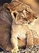 Puzzles 15000 pièces-Lion-Grand Jeu de Puzzle oeuvre Jouets de décompression Cadeau pour Les Adolescents