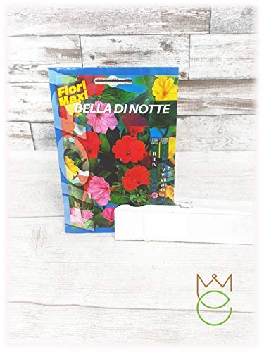 Bella di Notte 5g Mirabilis jalapa Bloemen Zaden Zaden Groenten Groentetuin - Afbeelding 3