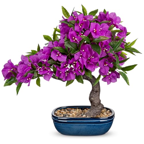 Briful Artificial Bougainvillea Bonsai Tree 18.5' Silk Bougainvillea Plant with Blue Pot Fake...