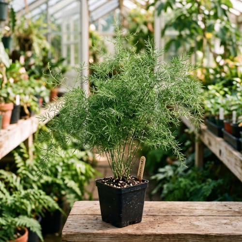 Image of Rare Shatavari Live Plant, Shatavar (Asparagus Racemosus) Herbal Medicinal Plant, Indoor, Organic, Green, Partial Sun, 1 Healthy Plant with a Black Pot Pack of 1