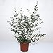 Outsidepride Eucalyptus Globulus Silverdrop - 50 Seeds