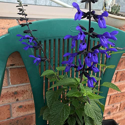 Salvia Guaranitica 'Black And Blue' Seeds Anise-Scented Sage Herbaceous Perennial Attract Hummingbirds Garden Bed Patio Outdoor 100Pcs Flower Seeds By Yegaol Garden #TOP2