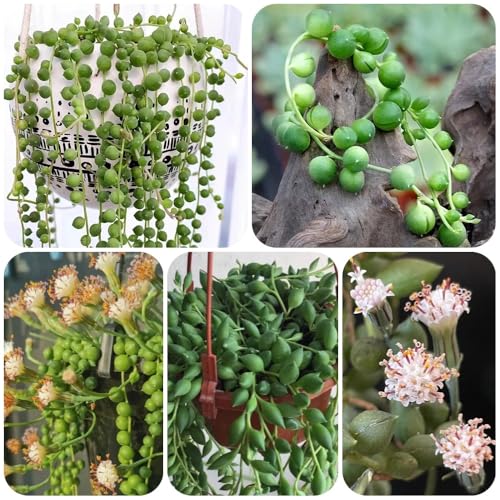 Semillas de planta de guisante Senecio rowleyanus, bonsái de interior bonsái plantas verdes plantas de interior plantas exóticas decoración de la sala de estar plantas de interior 200pcs