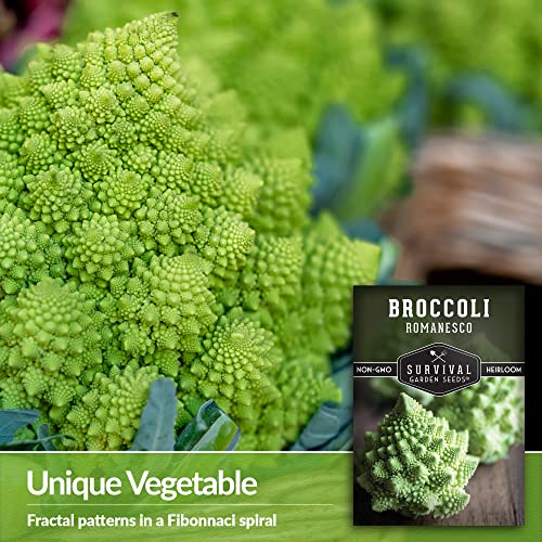 Survival Garden Seeds - Romanesco Broccoli For Planting - Packet With Instructions To Plant And Grow Delicious & Beautiful Fractal Broccoli Heads Your Home Vegetable Garden - Non-Gmo Heirloom Variety #TOP2