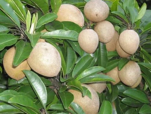 Sapote Tree Live Plant Sapodilla Tree Manilkara Zapota Plant Zapote Trees 1 ft Tall Gal Pot, No Ship CA