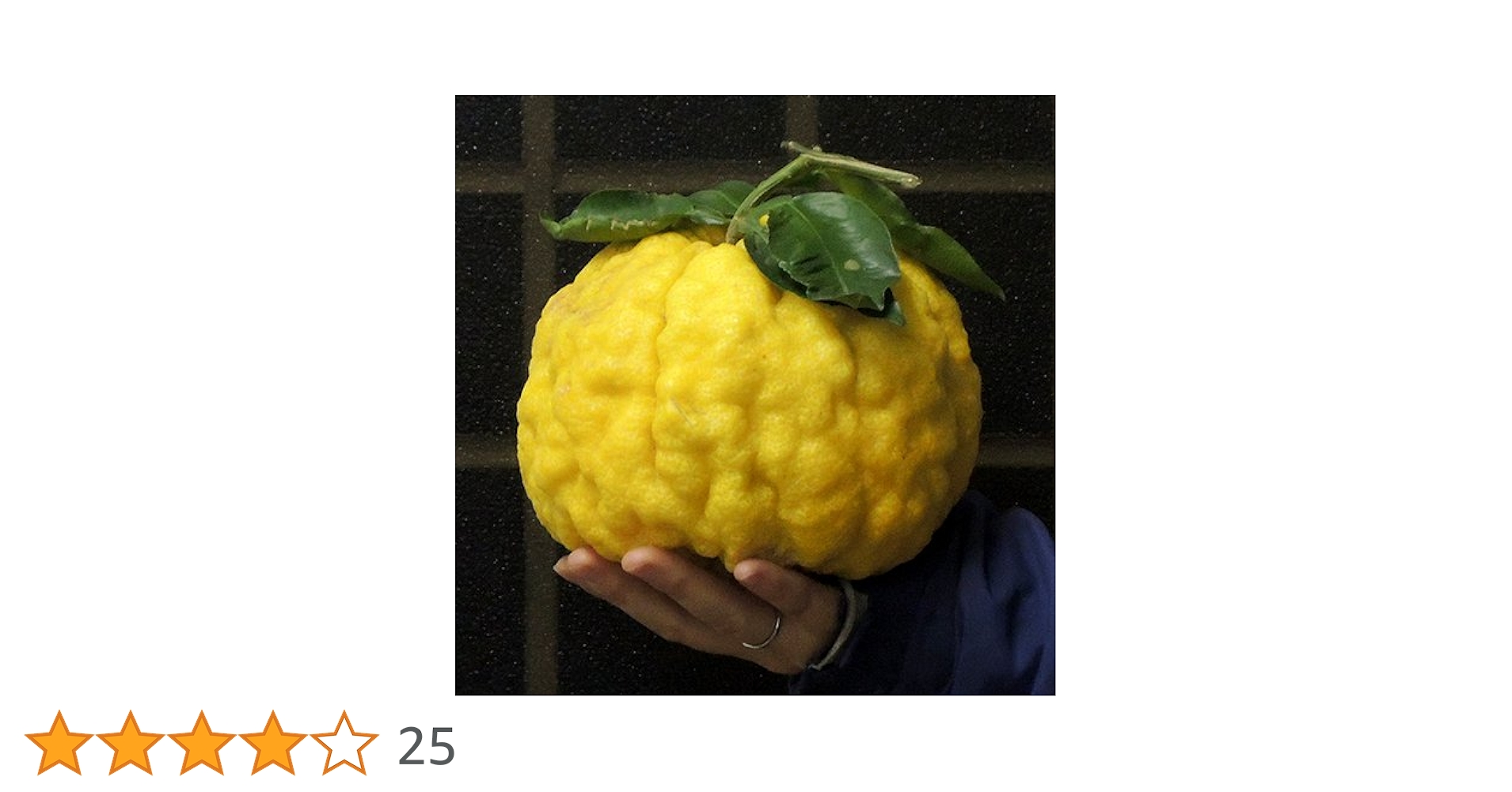 Amazon.co.jp: 柚子（ゆず）苗木 獅子ユズ の苗木 13.5cmポット苗 接木