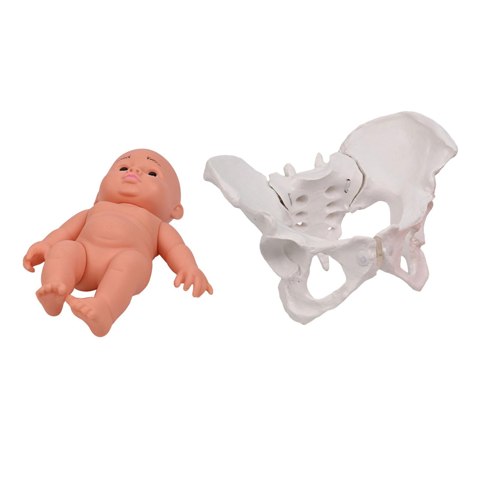 Modello di bacino femminile con ostetricia bambino insegnamento donne aiuto mobile per ostetrica educativa femmina e bambino