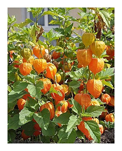 Physalis peruviana - Kapstachelbeere - Andenbeere - 20 Samen Cover