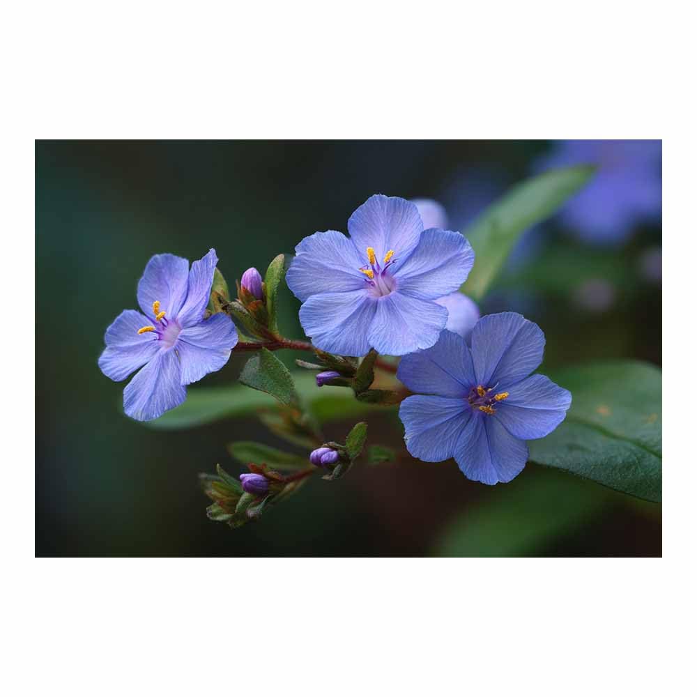 ZAMAEIU Forest Landscape Painting Clusters of blue flowers Canvas Artwork posters & prints Suitable for Living Room Bathroom Bedroom Home Wall Decoration(Purple;)-80x120cm Unframed