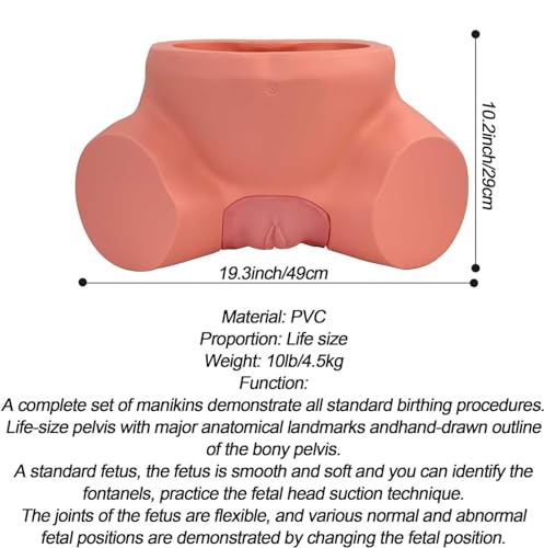Dystocia Midwifery Training Model AMITD pour surmonter les difficultés d'accouchement - 8