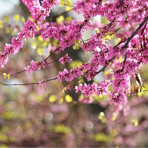 Mix Bonsai Tree Seeds For Planting – 10 Popular Varieties Heirloom Japanese Red Maple, Wisteria, Sakura, Black Pine, Acacia, Blue Spruce, Dawn Redwood, Metasequoia, Flame Tree, Judas Tree 300+ #TOP2