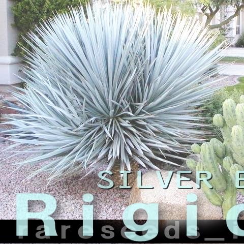 Amazon.co.jp: 銀葉□ユッカ リギダ 'シルバーブルー' 種子5粒 Yucca