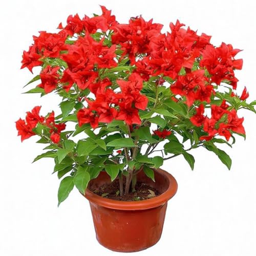 Red Bougainvillea spectabilis Live Plant Seedlings 5-8 Inch Tall, Double Petal, Perfect for Home & Garden Decor(No Pot)