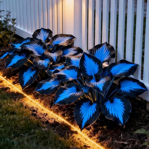 Hostas Plants Ready for Planting