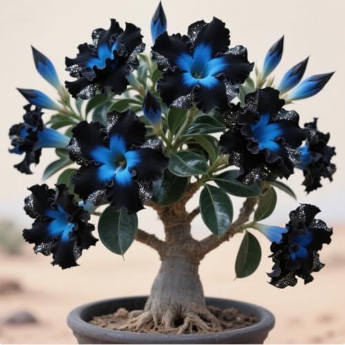 Exquisita rosa del desierto, adecuada para plantar al aire libre, resistente al frío, de rápido crecimiento, apto para principiantes.-1 rizoma-a