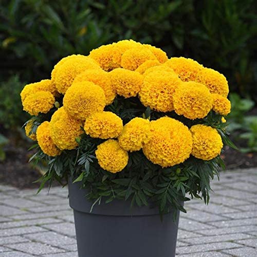 African Marigold Flower Seeds (Orange Yellow Mix Color, 100 Seeds) For Home Garden, Terrace, Balcony, Home Decoration (B0BQ7QDRDH) Amazon Price History, Amazon Price Tracker