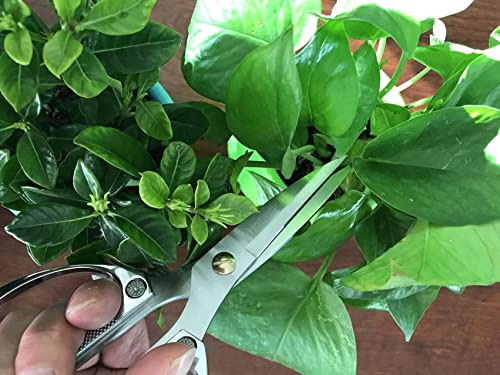 Horsvill Indoor Plant Shears and Garden Scissors, Japanese SK5 Stainless Steel for Flowers Herbs, Bonsai, and Grass - Image 4