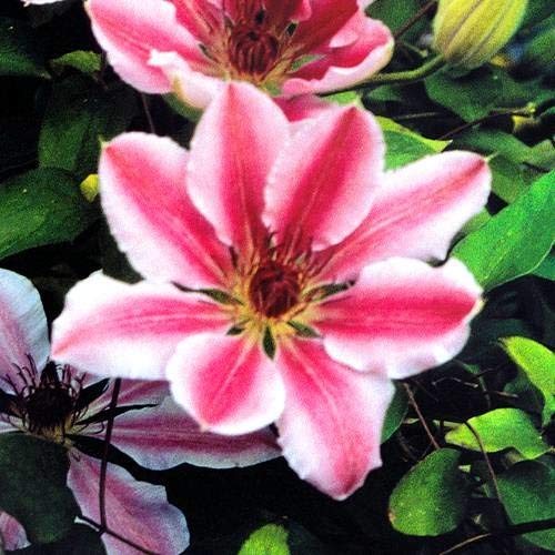 Clematis Nelly Moser - 1 pflanze