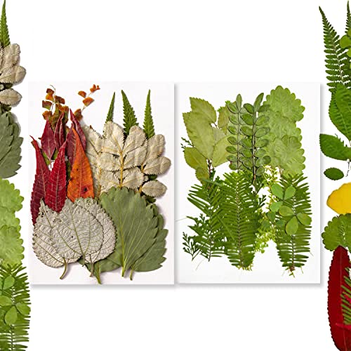 42 piezas hojas prensadas secas para decoración DIY miniatura 1