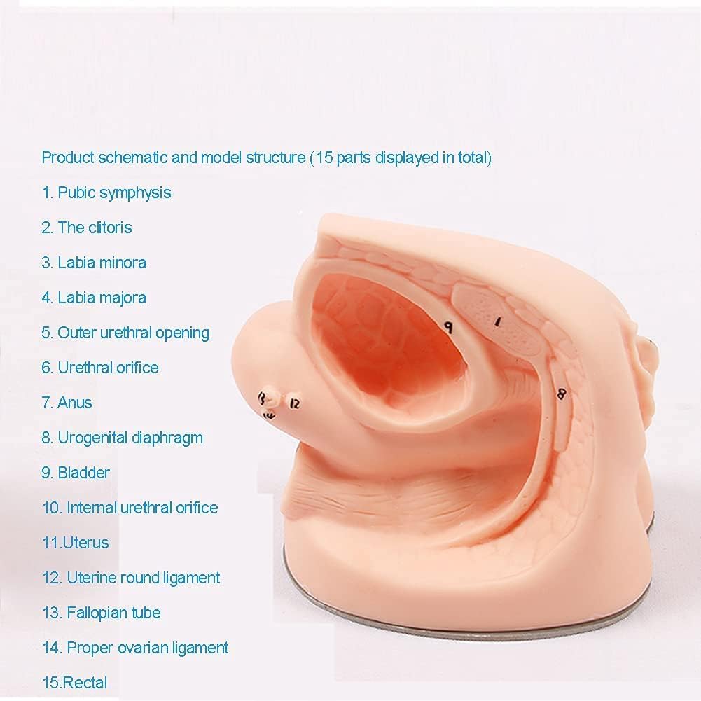 Modèle de Cathétérisme, Exercices de Cathétérisme Masculin Et Féminin, Modèle Éducatif, Modèle D'organe Reproducteur Interne Et Externe Et Moule de Cathéter Urinaire 2 Pièces, pour La Pratique
