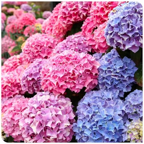 Los bulbos de hortensias de colores mixtos son resistentes al calor y fáciles de cultivar para jardines interiores y exteriores-1bulbo-F