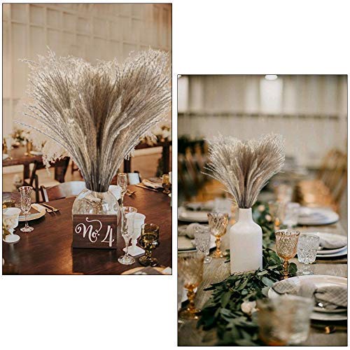 Buy HUAESIN Natural Dried Pampas Grass 100pcs 17 Inch Tall Reed Grass