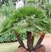 European Fan Palm Tree Seeds 15 Seeds Upc 646263362662