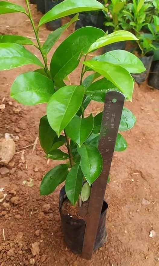 Soursop Plant||Laxman phal|| Live Graviola Tree(Annona muricata) Medicinal Fruit Sapling|| Cancer fruit plant healthy Home growing plant(Pack-1Plant) A_27-image-9