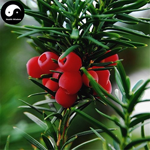 Buy Taxus Chinensis Tree Seeds 120pcs Plant Chinese Yew Tree Hong Dou Shan