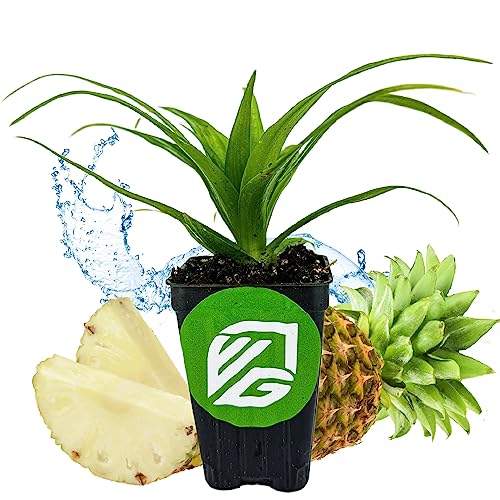 White Jade Pineapple Live Plant - Ananas Comosus - Wellspring Gardens Starter Plant - Ideal Pineapple Plant Live Easy to Grow Starter Plant Great for Outdoor and Patio Planting Growth Potential