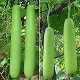 CHUXAY GARDEN Green Med-Long Bottle Gourd Seed 10 Seeds Heirloom Green Vegetable Edible Delicious Vegetables Grows in Just Weeks