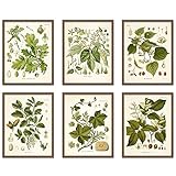Vintage Botanical Wall Art Print, Set of 6 8x10 inches, Cottagecore Wall Art Posters, Vintage...