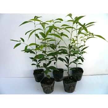 白樺苗木　85センチ　大小セット Amazon.co.jp: 苗/苗木 【5本セット】 シラカシ 樹高0.3m前後