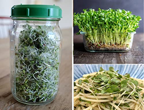 Broccoli Seeds for Sprouting | 1 300+ Seeds | Microgreens | Organic Non-GMO |