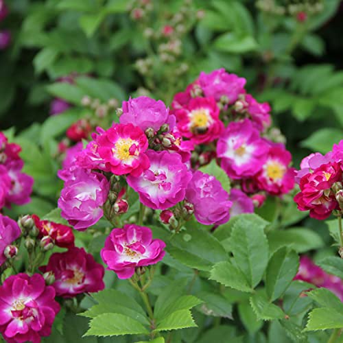 perennial blue®, rosa rampicante di rose barni®, altezza raggiunta fino a 3 metri, rifiorente con fiori a grappoli viola lilla, cod.18072