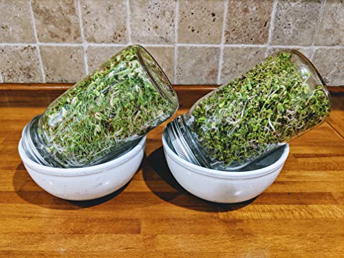 Sprouting Lids-2 Pack 316 Stainless Steel 100% Rust Free for Wide Mouth Mason Jars Lid Kit, Sprout Fresh Organic Broccoli Seeds, Mung Beans, Alfalfa Seed, Lentils, Radish and More (Seeds not included) - Thumbnail 7