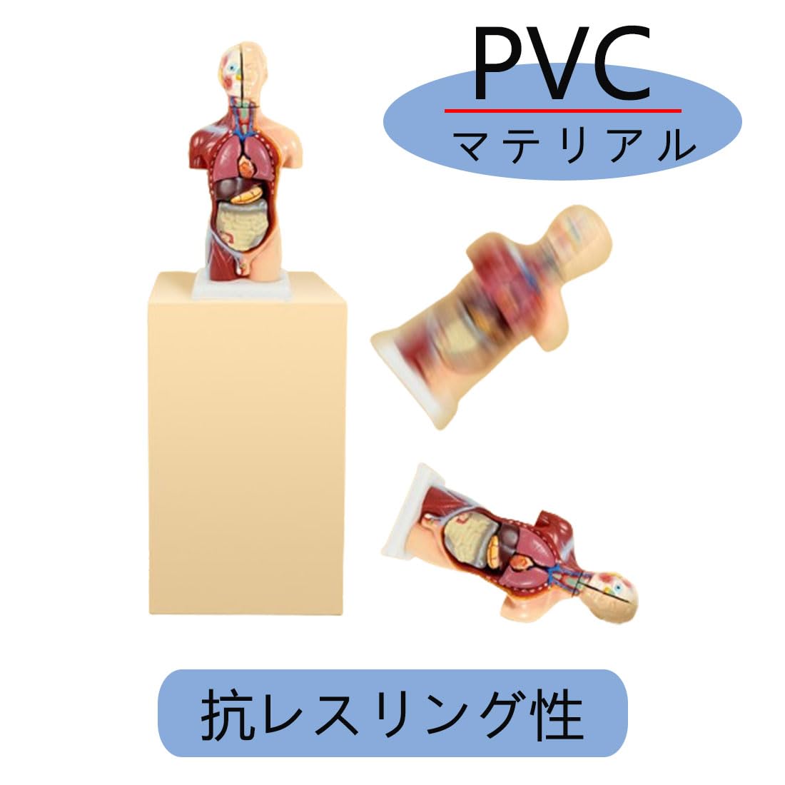 Amazon.co.jp: 人体模型 [全11パーツ 45㎝] ユニセックスモデル 人体