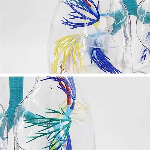 Modelo de pulmón transparente con árbol bronquial en 3D para una explicación didáctica interactiva 8