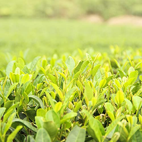 Chinese Top 10 Famous Tea – Grade Aa (Long Jing / West Lake Dragon Well) #TOP2