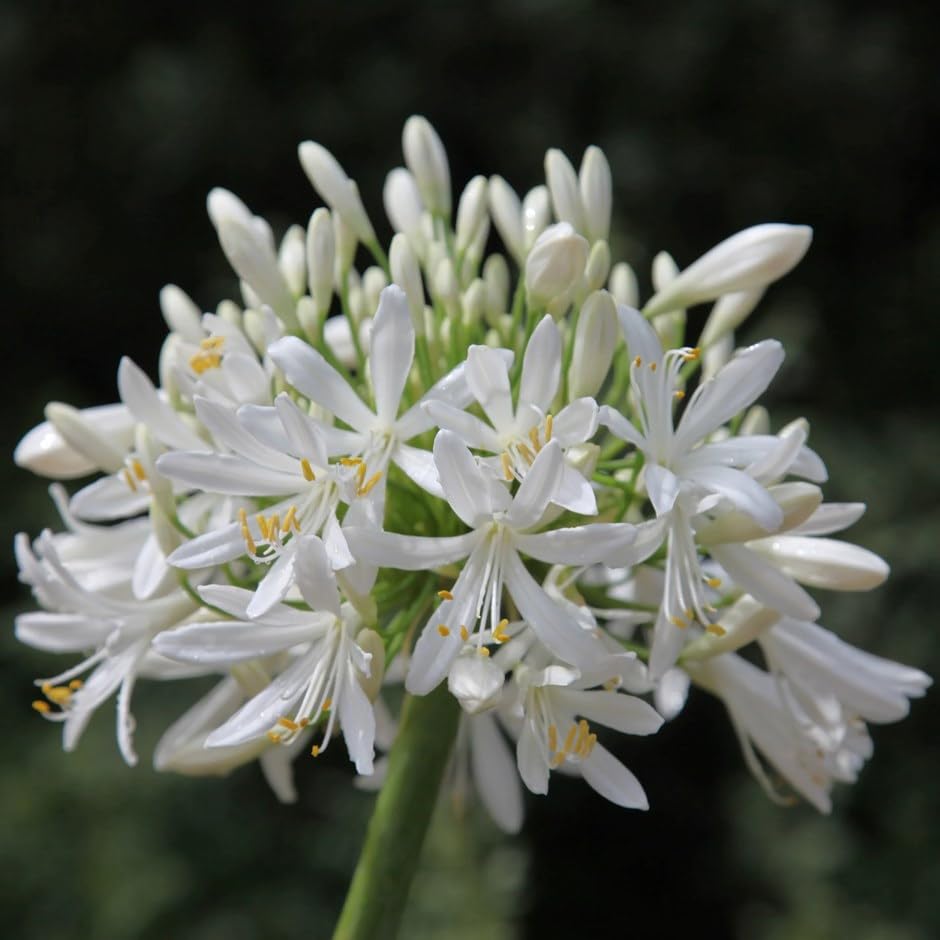 Plant Theory Albus African Lily Perennials Flowering Plants Agapanthus Africanus 2L Pot