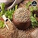 Naturevibe Botanicals Coriander Seed Powder - 5lbs - Coriandrum sativum | Raw, Gluten-Free & Non-GMO | Rich Amount of Minerals | Indian Spice (80 ounces)