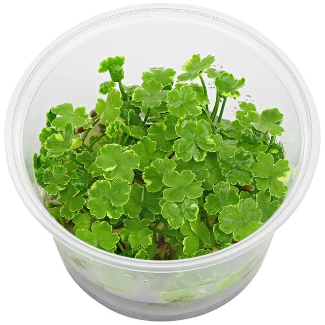 Tissue Culture Dwarf Pennywort