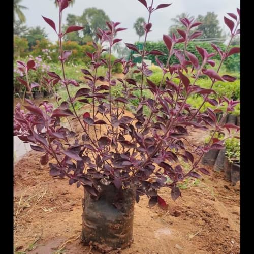 Image of plants (Real Live Lalsha Plant - Eranthemum Red (Graptophyllum Pictum Lalsa) | Healthy Indoor /Outdoor Foliage Plant for Home Garden (Pack of 1))